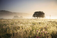 Field